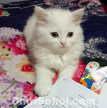 Persian cat